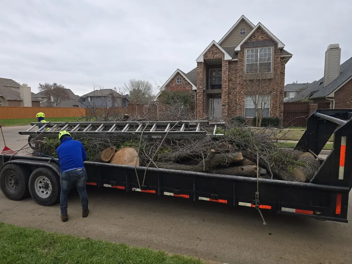 Expert Tree Removal with proper safety equipment in Mumford